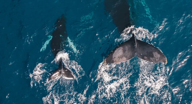 Oktopost-HubSpot integration: enrich your marketing campaigns with social engagement visual guide