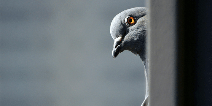 A pigeon quietly peeking around the edge of a wall, representing the quiet contributors an employee advocacy program often leaves out